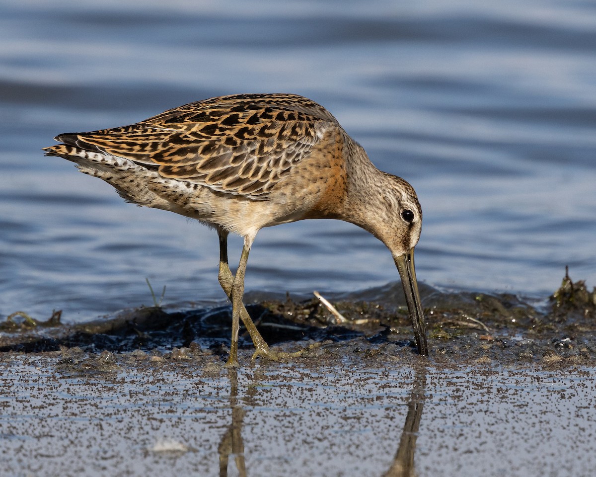 Short-billed Dowitcher - ML641037162