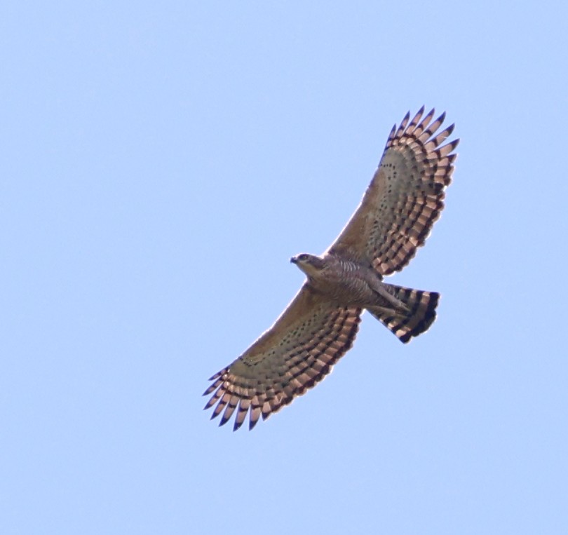 Legge's Hawk-Eagle - ML641037164