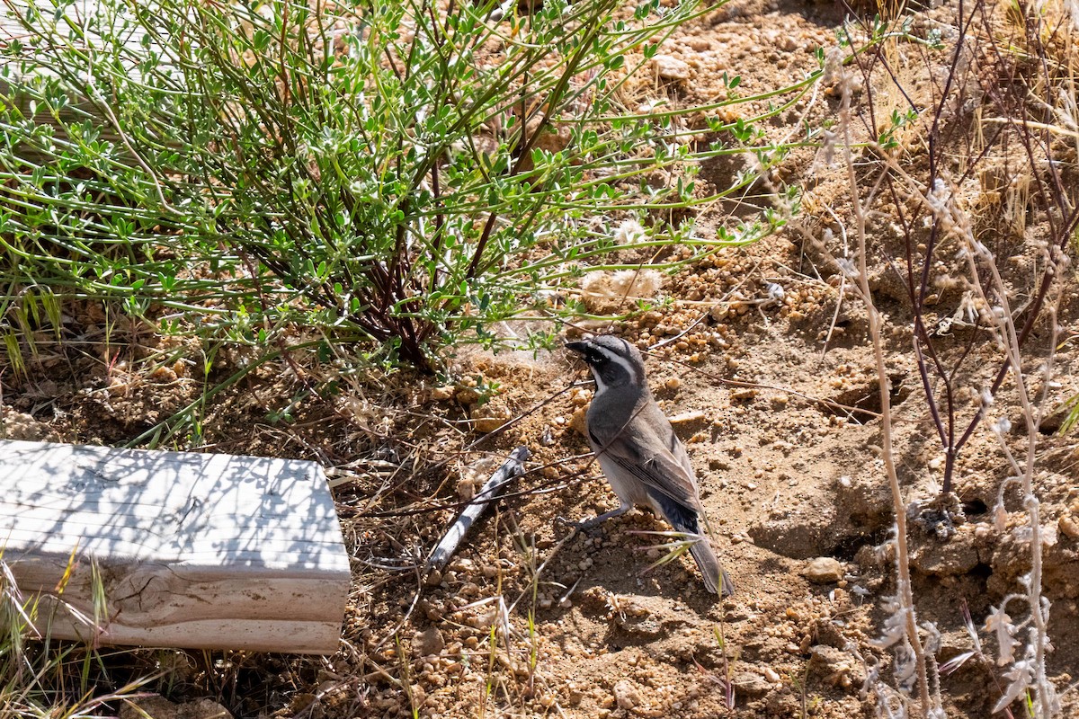 Black-throated Sparrow - ML641037173