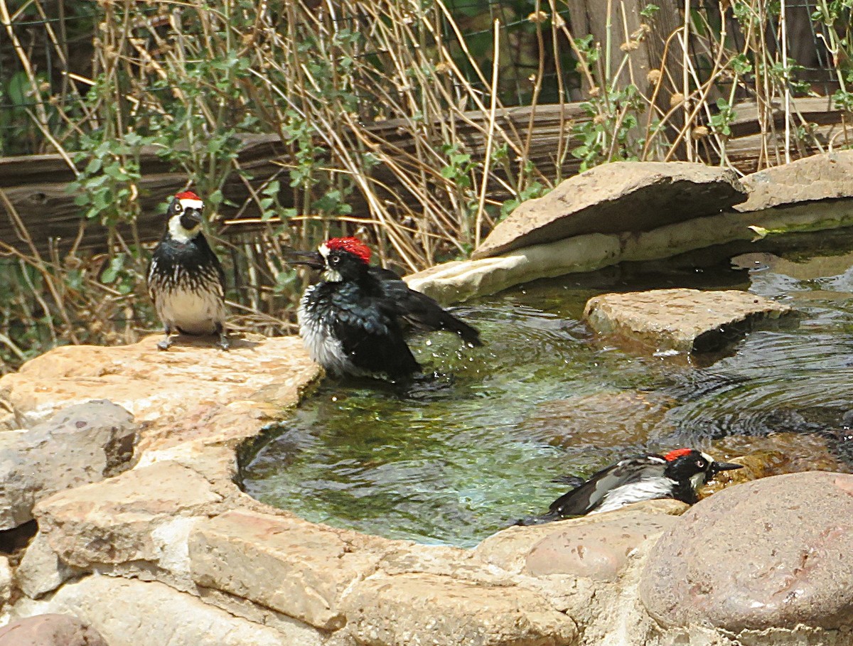 Acorn Woodpecker - ML641037183