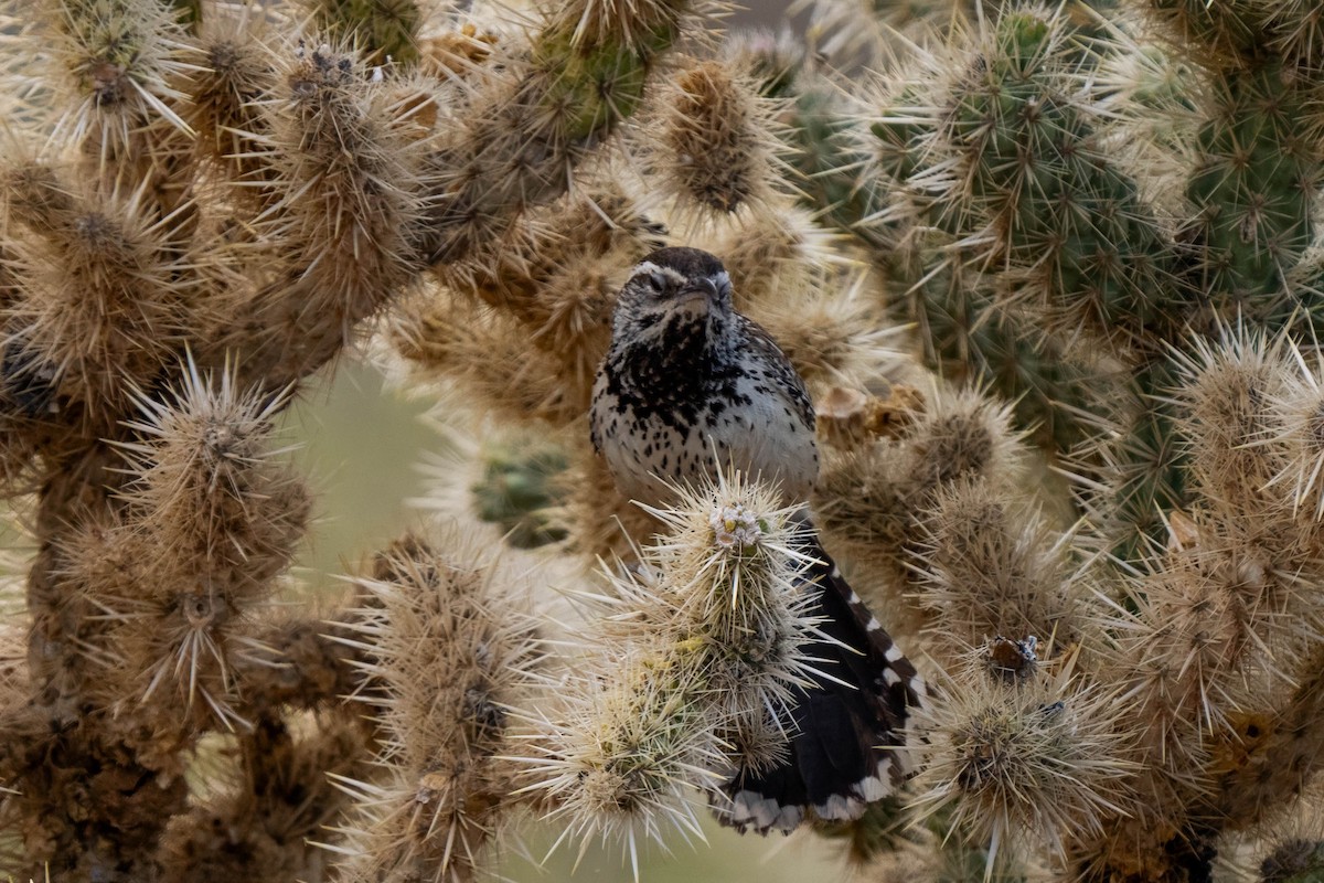 Cactus Wren - ML641037200