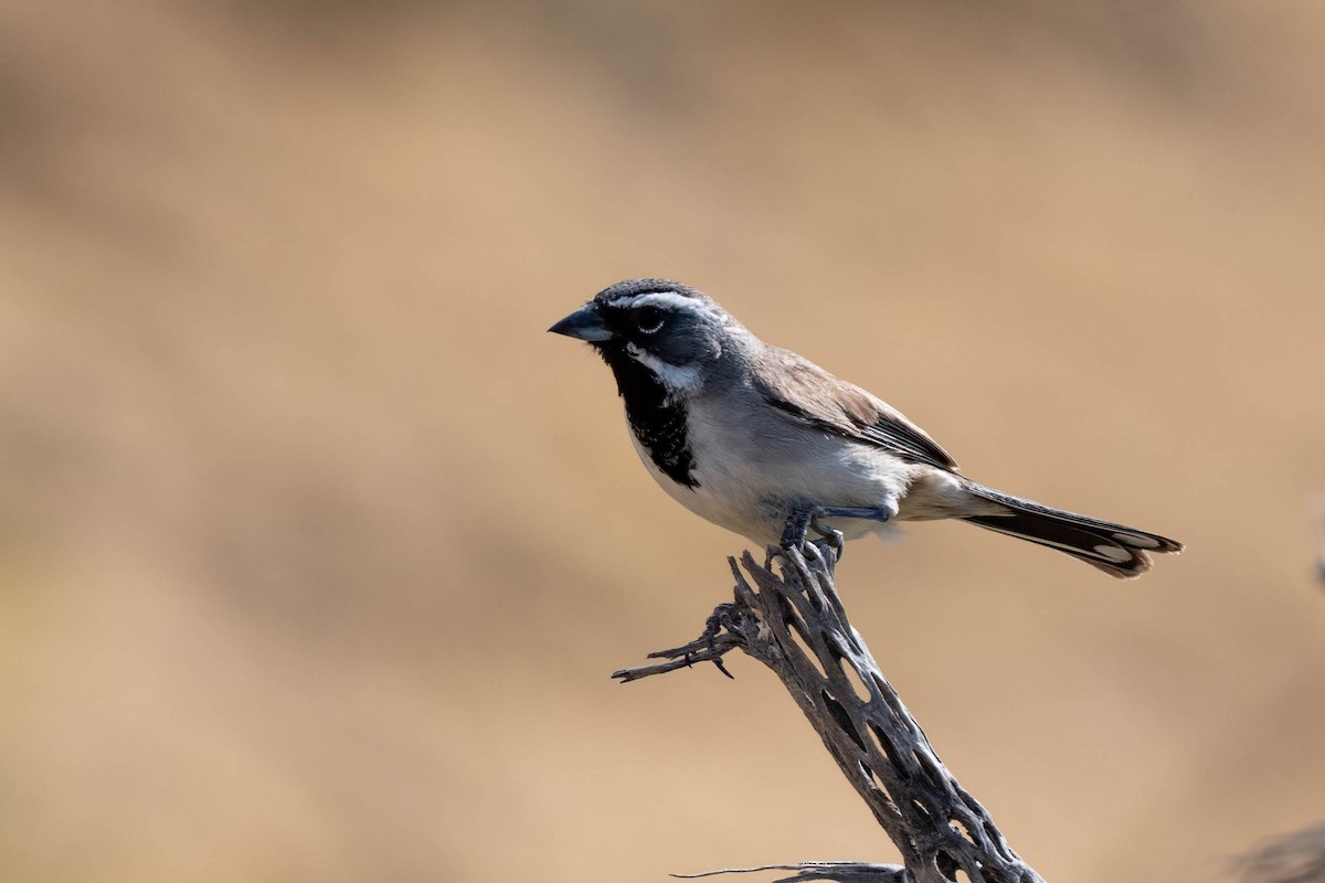 Black-throated Sparrow - ML641037209