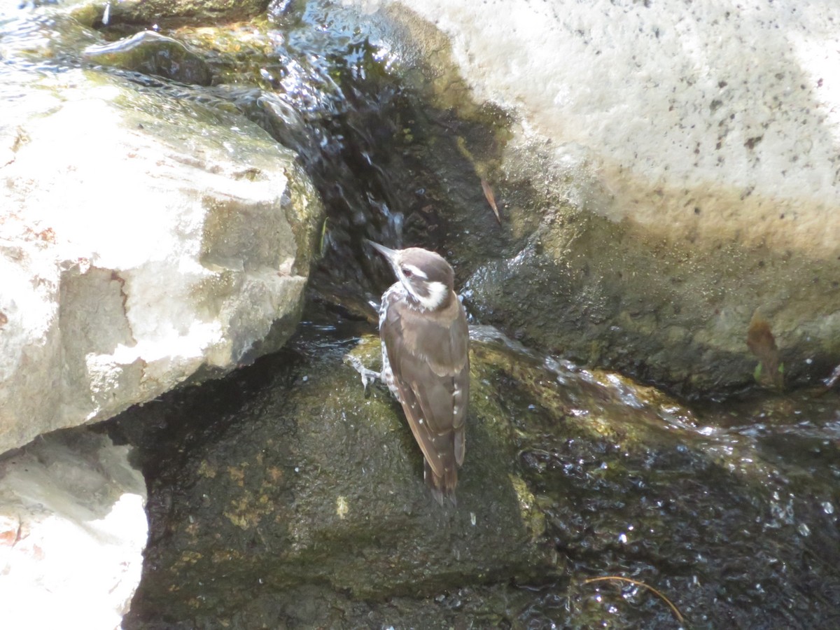 Arizona Woodpecker - ML641037217