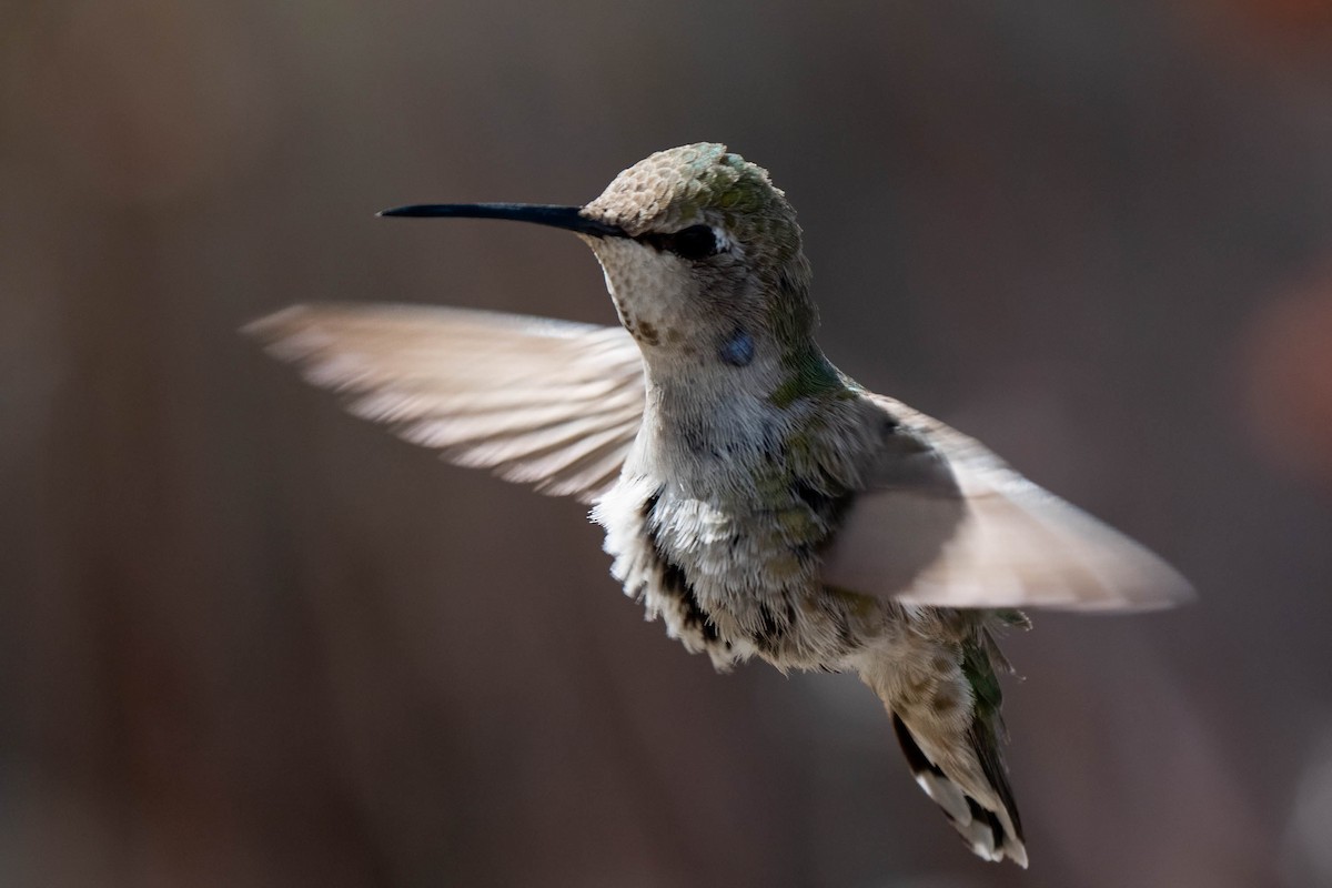 Costa's Hummingbird - ML641037220