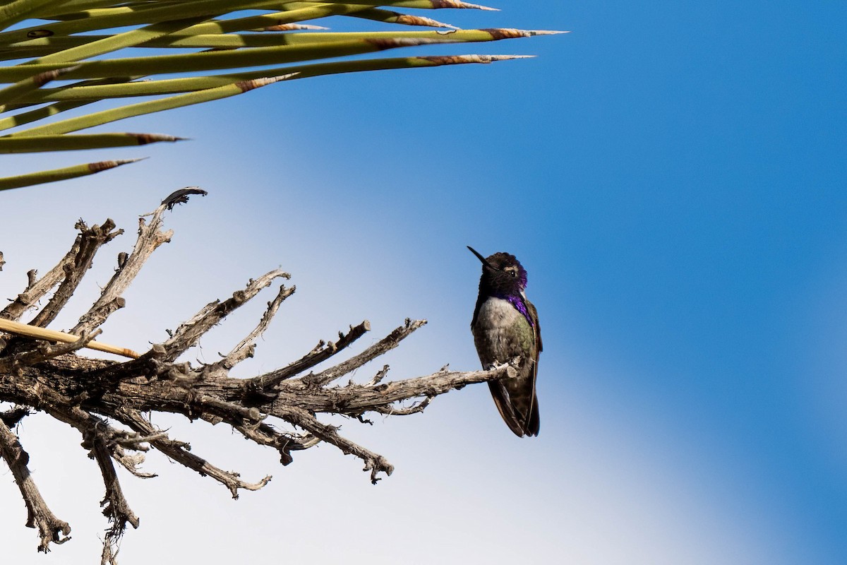 Costa's Hummingbird - ML641037271