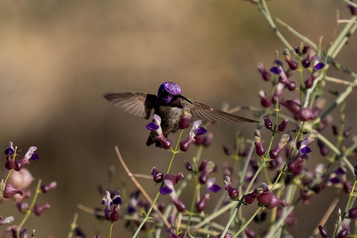 Costa's Hummingbird - ML641037272