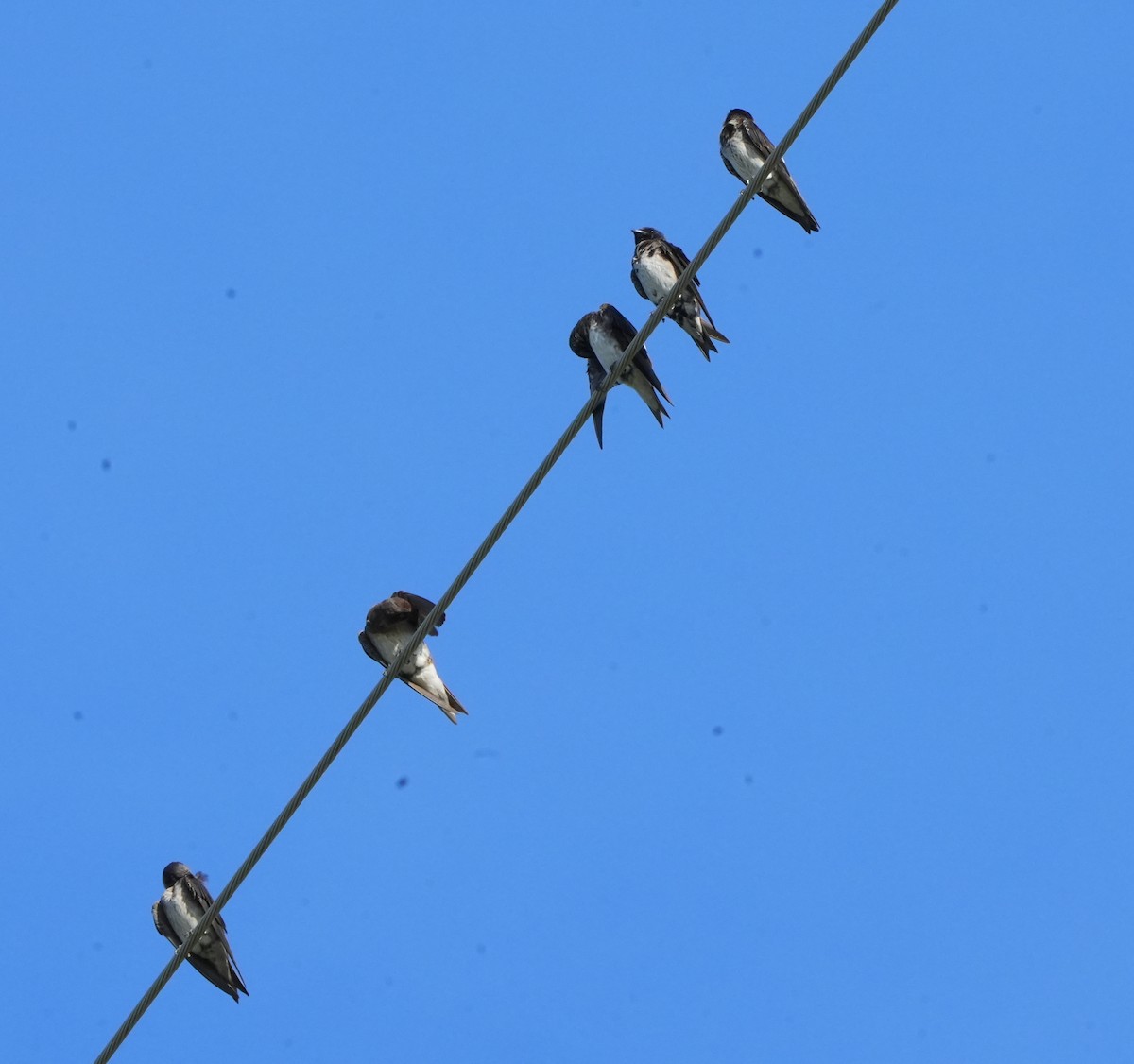 Purple Martin - ML641037306