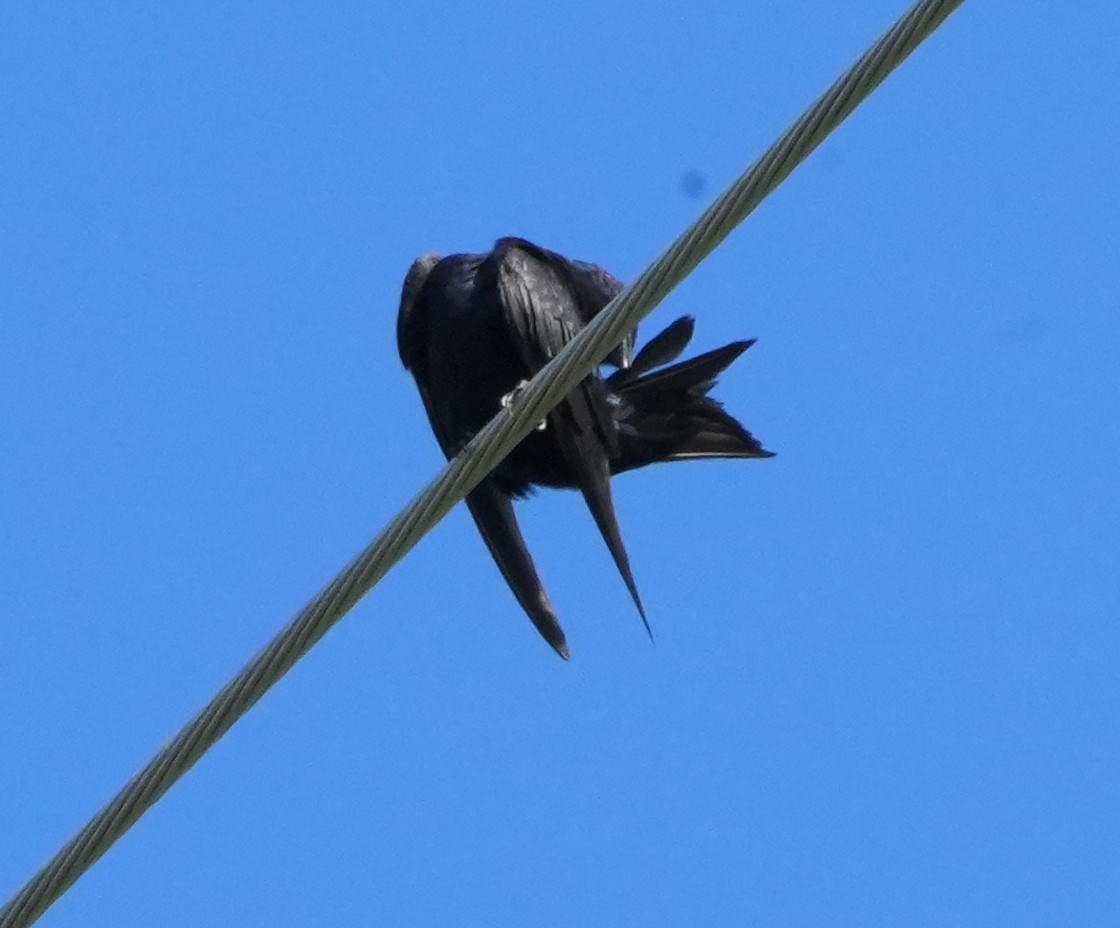 Purple Martin - ML641037309
