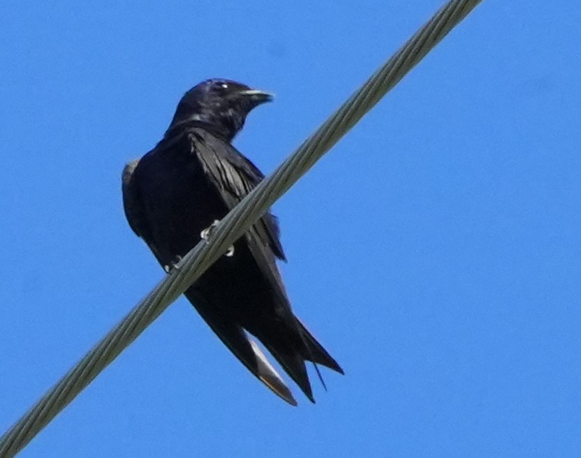 Purple Martin - ML641037312