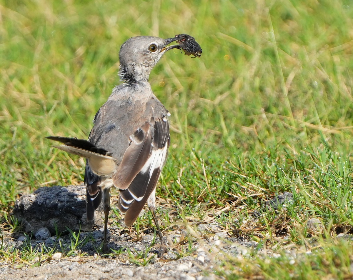 Northern Mockingbird - ML641037319