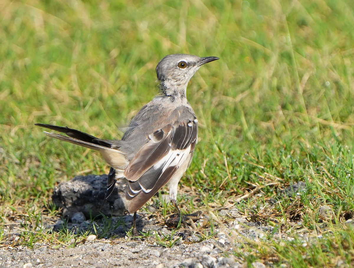 Northern Mockingbird - ML641037327