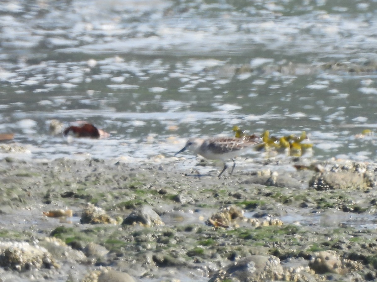 Western Sandpiper - ML641037343