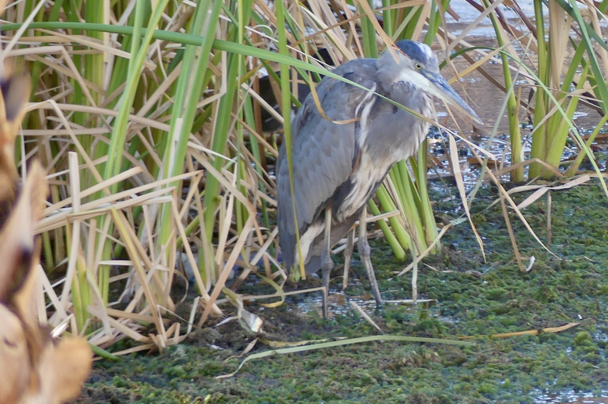Great Blue Heron - ML641037350