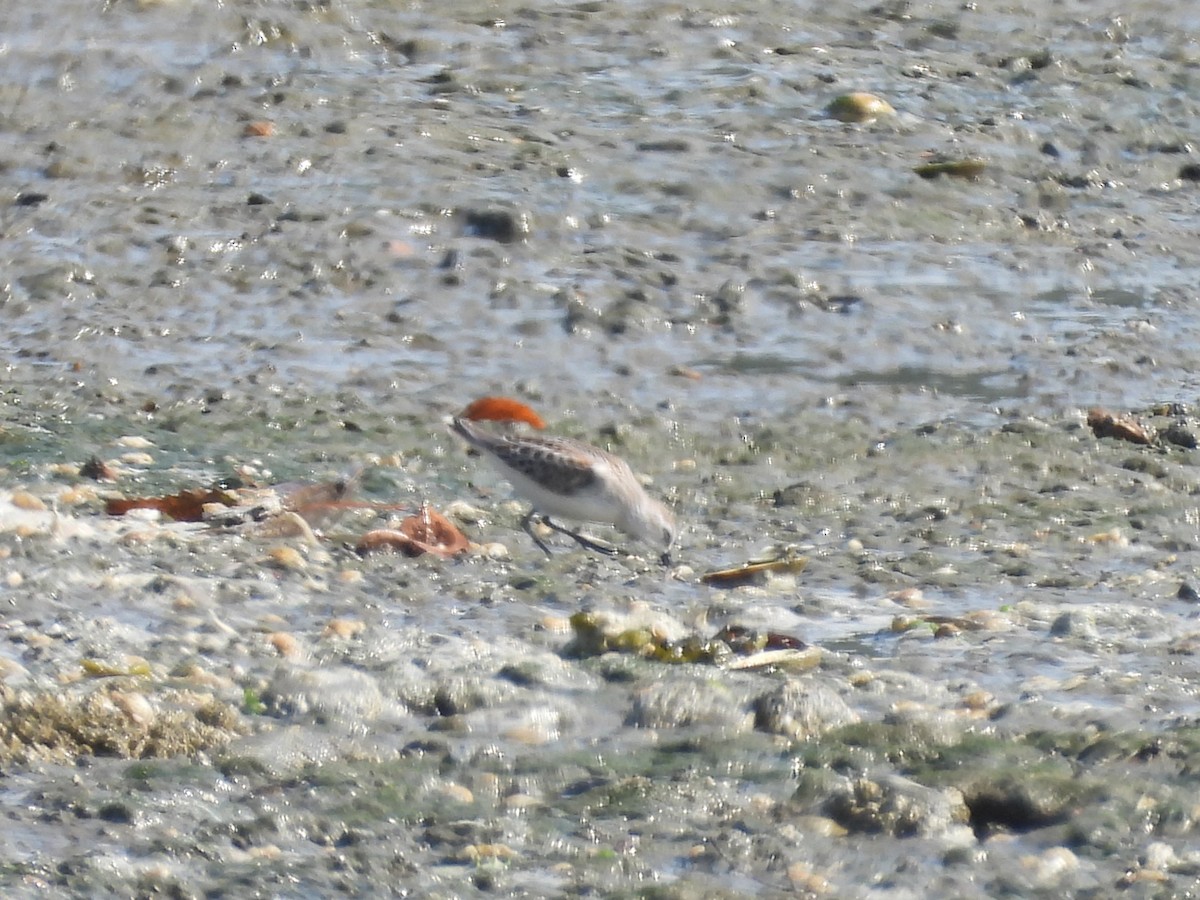 Western Sandpiper - ML641037351