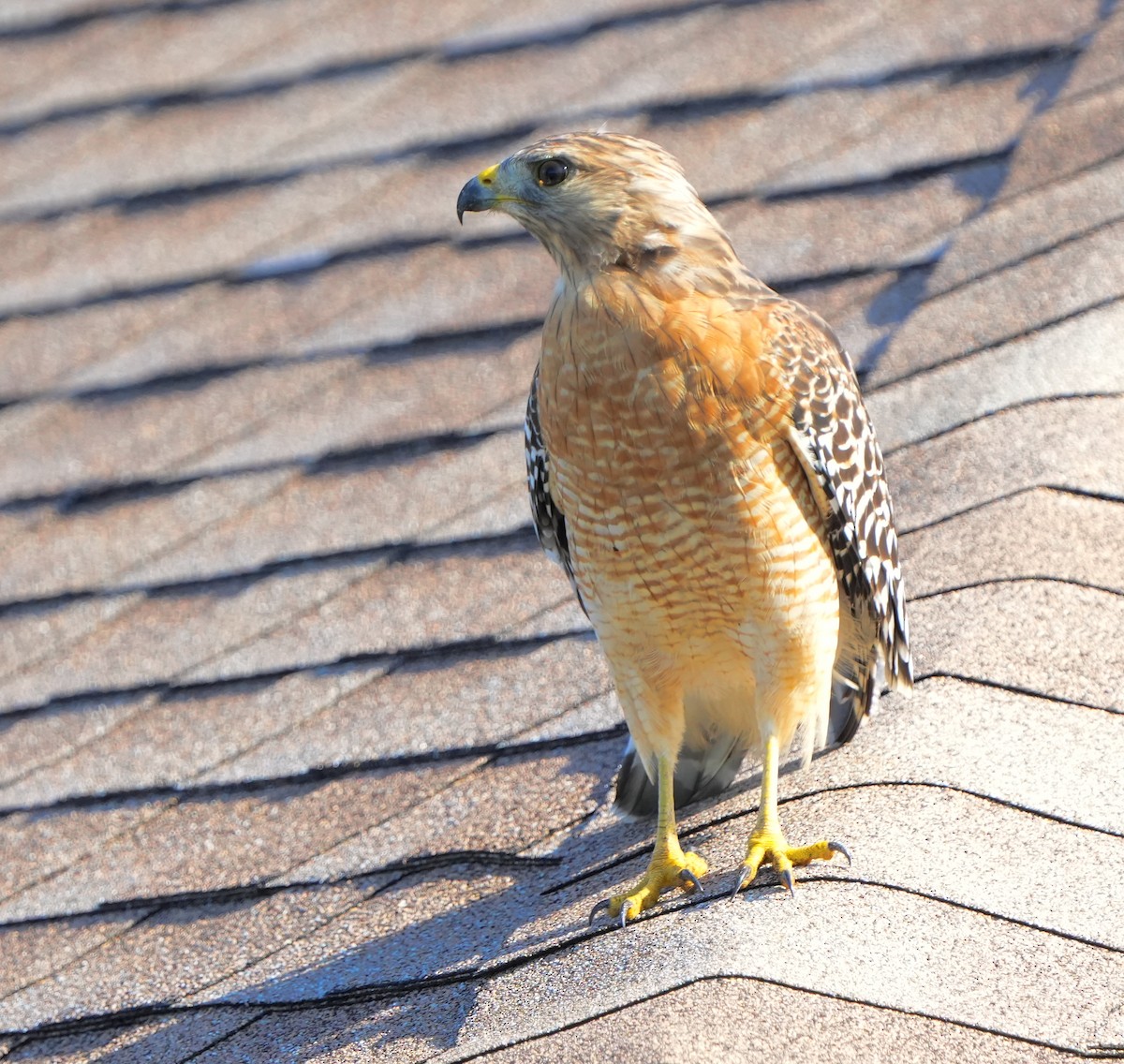 Red-shouldered Hawk - ML641037353