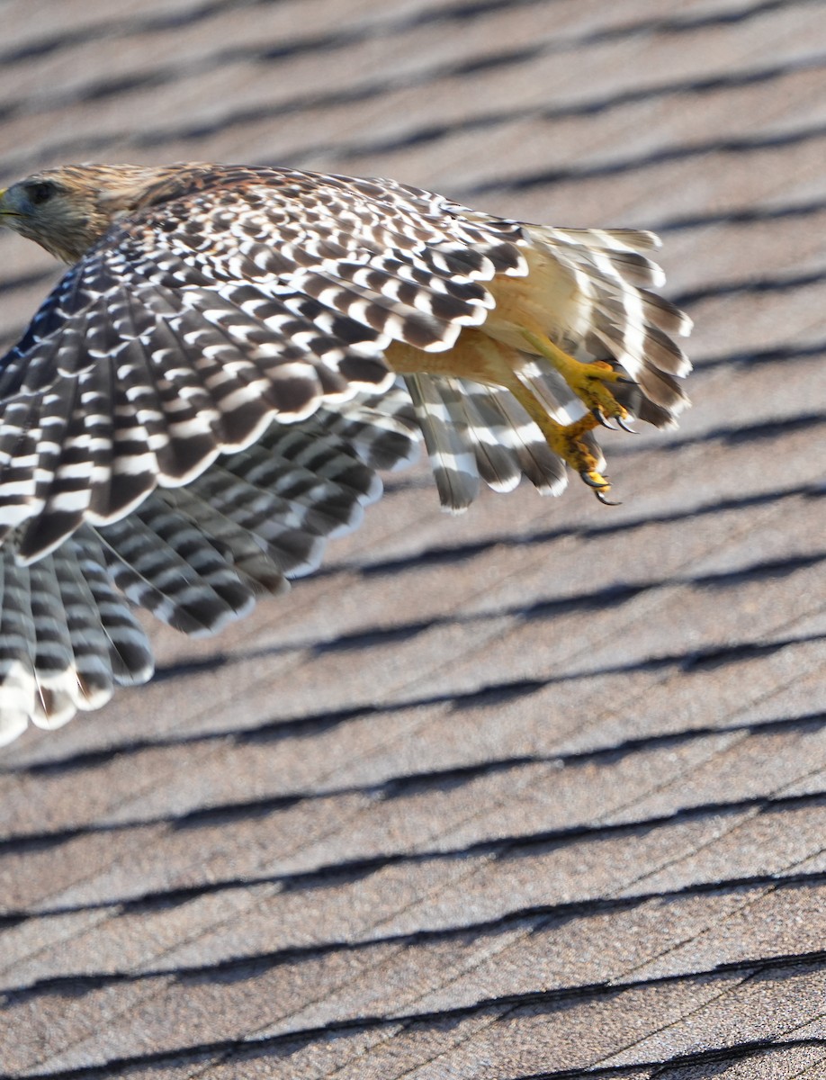 Red-shouldered Hawk - ML641037358