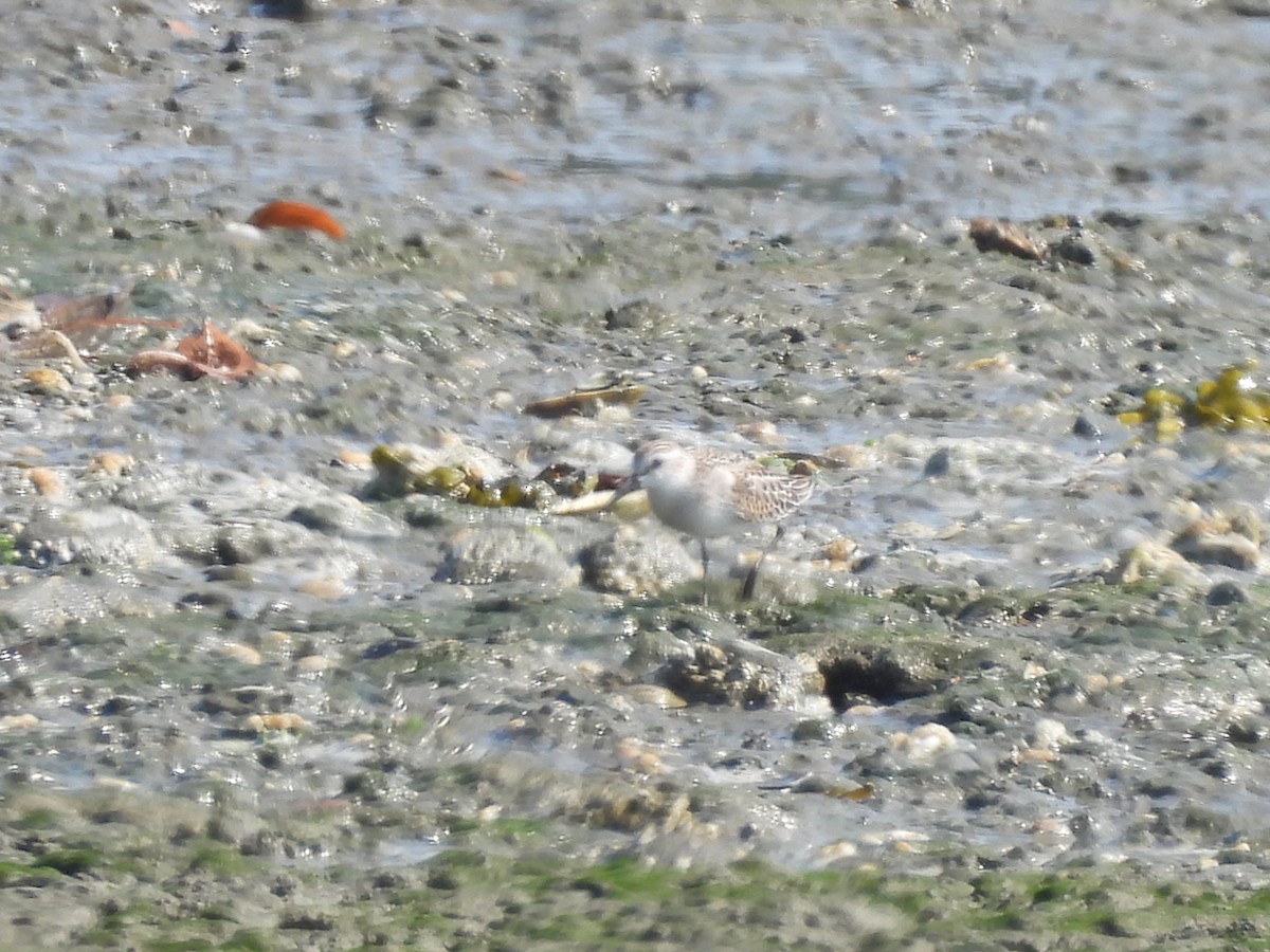 Western Sandpiper - ML641037360