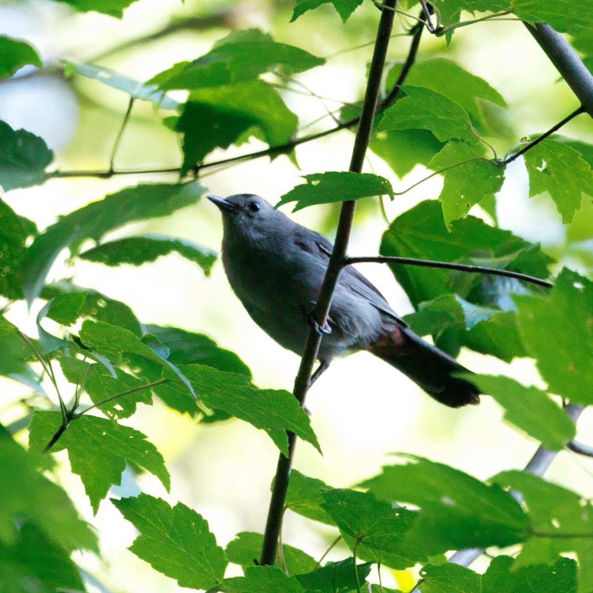 Gray Catbird - ML641037371