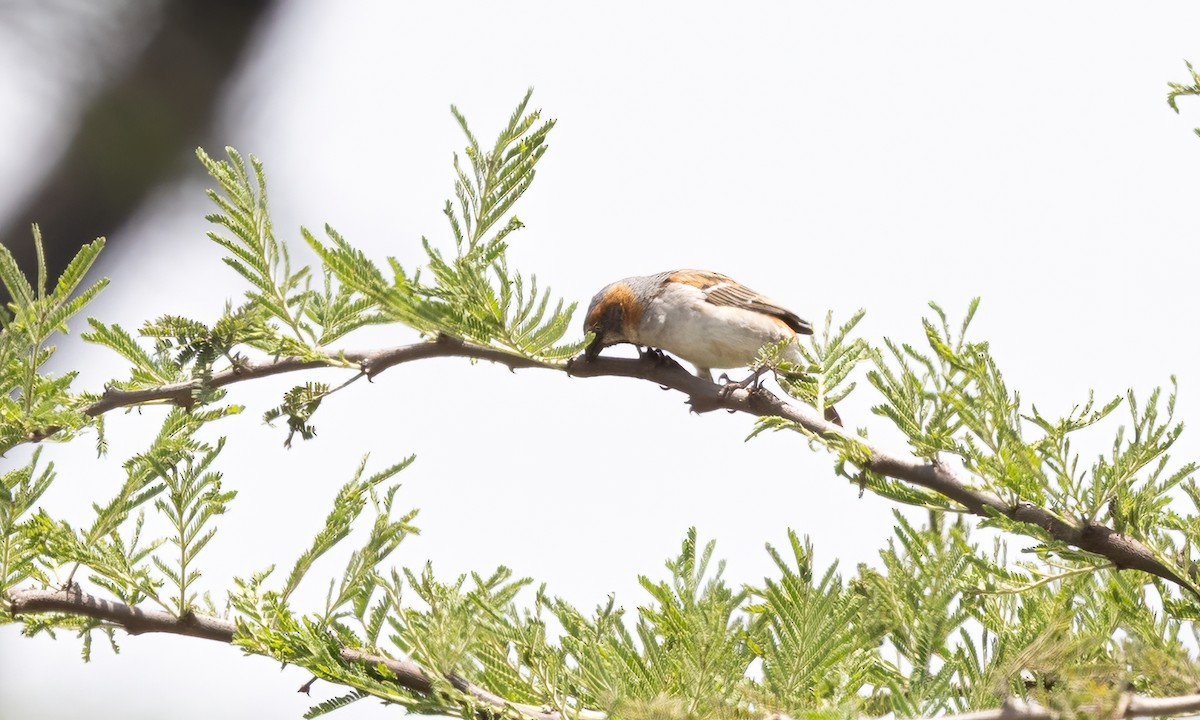 Kenya Rufous Sparrow - ML641037372