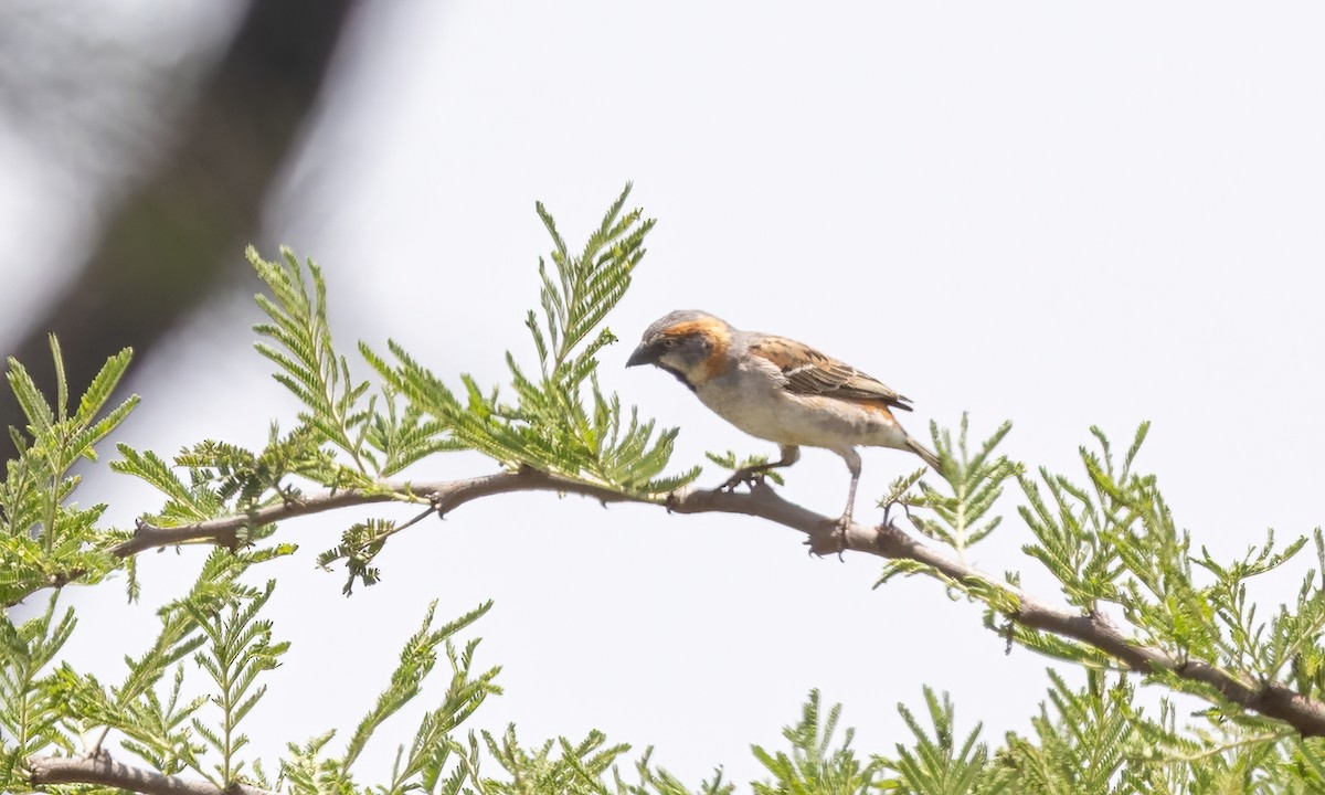 Kenya Rufous Sparrow - ML641037373