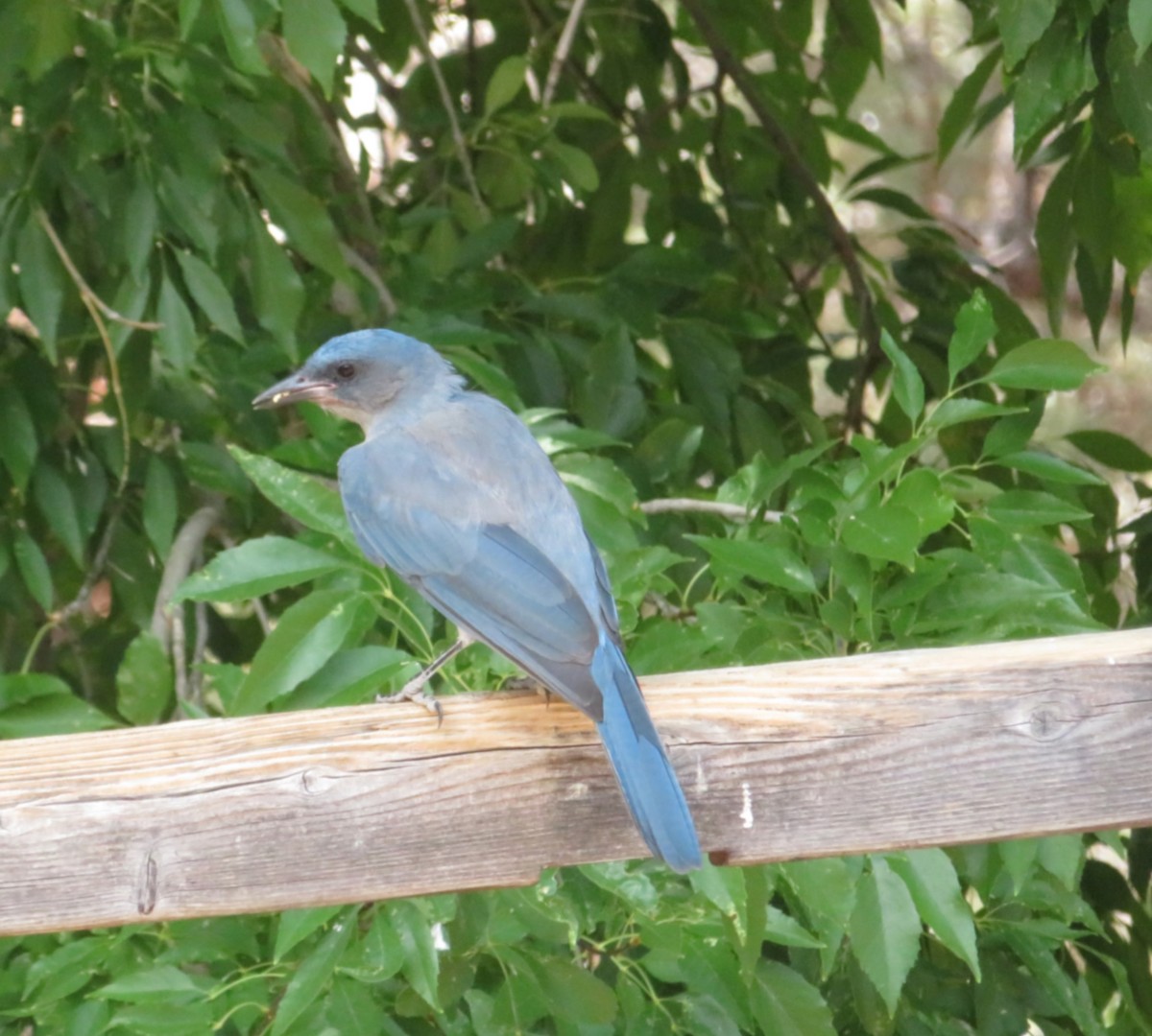 Mexican Jay - ML641037382