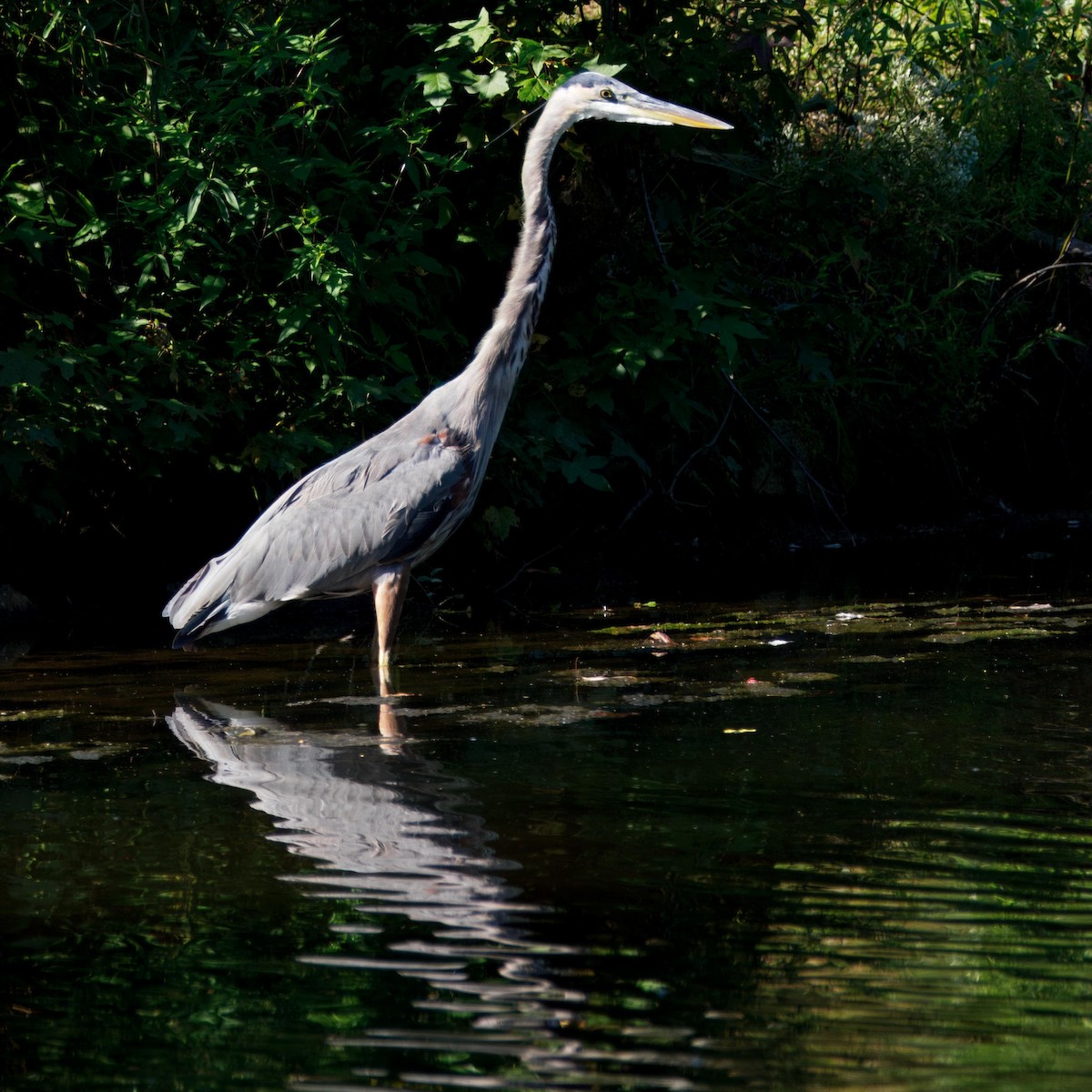 Great Blue Heron - ML641037408