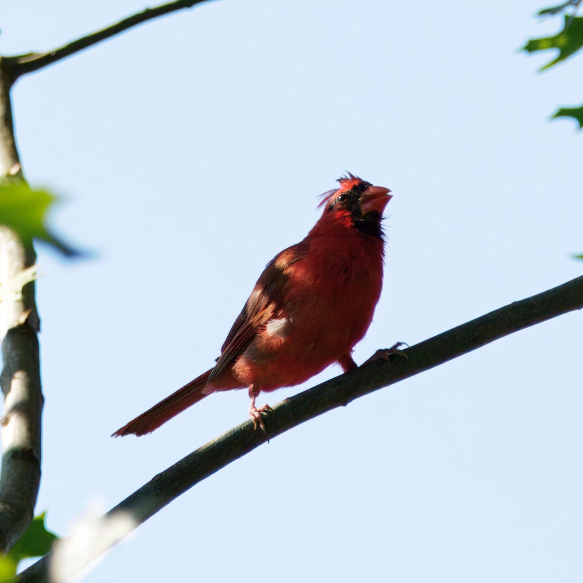 Northern Cardinal - ML641037415