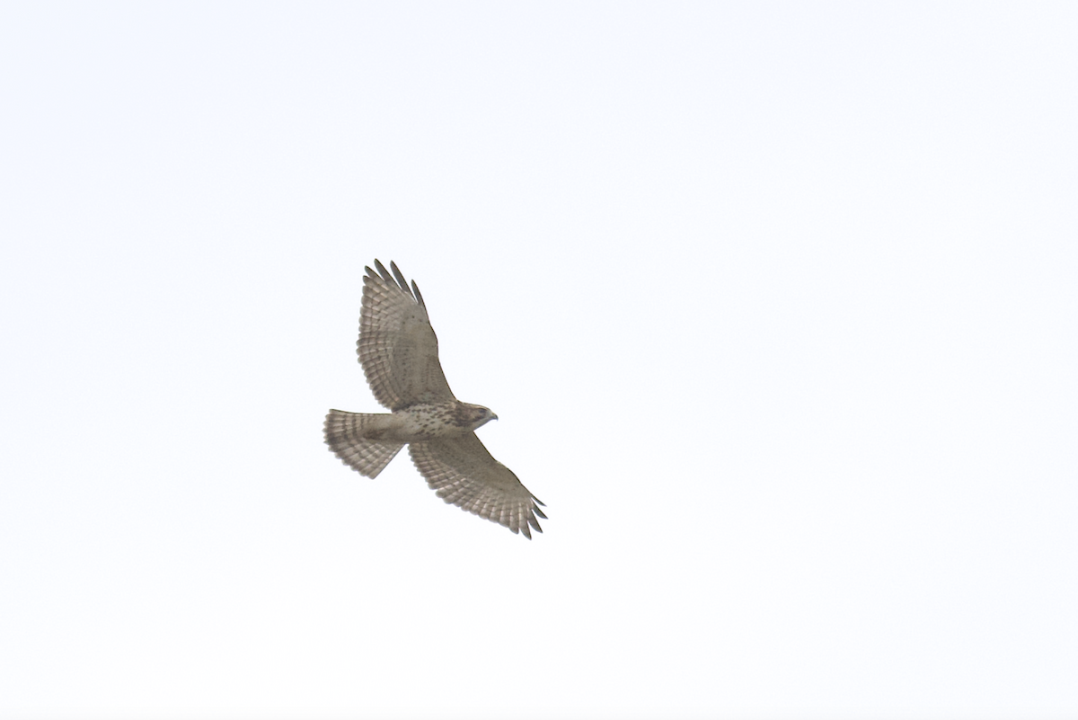 Broad-winged Hawk - ML641037441