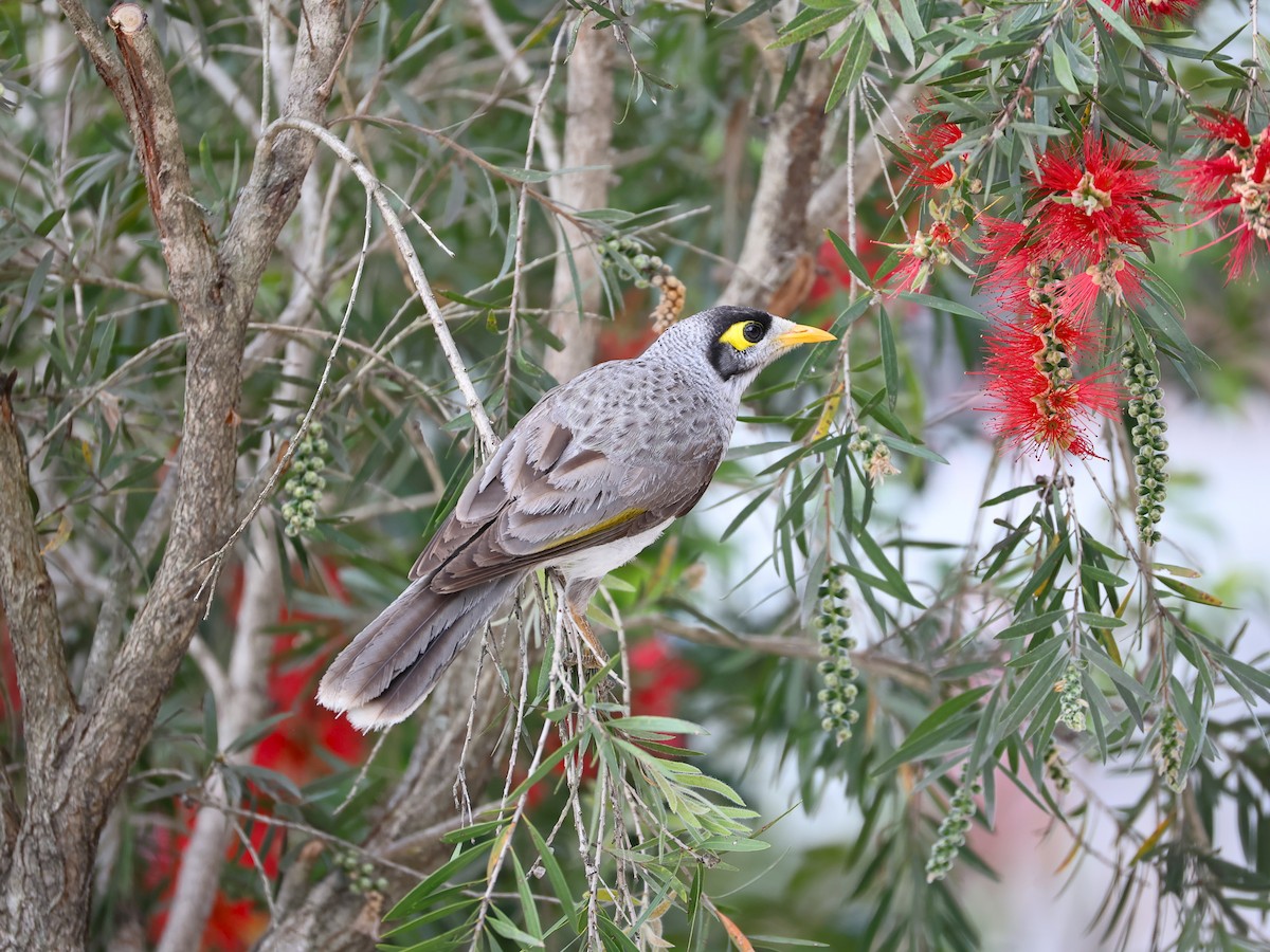 Noisy Miner - ML641037448