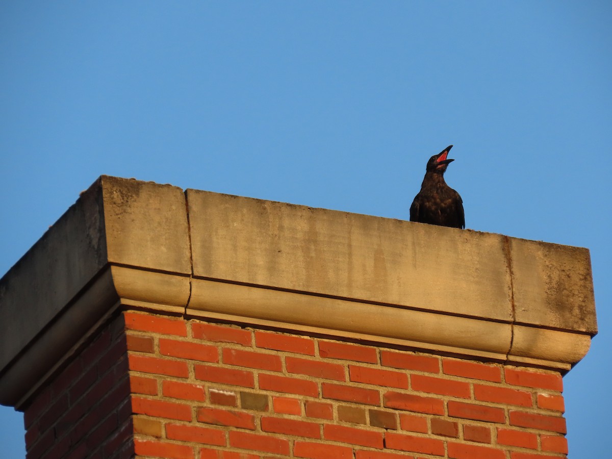 Common Raven - ML641037460