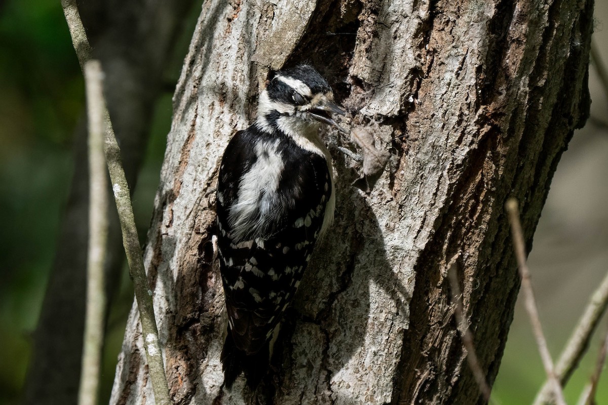 Downy Woodpecker - ML641037466
