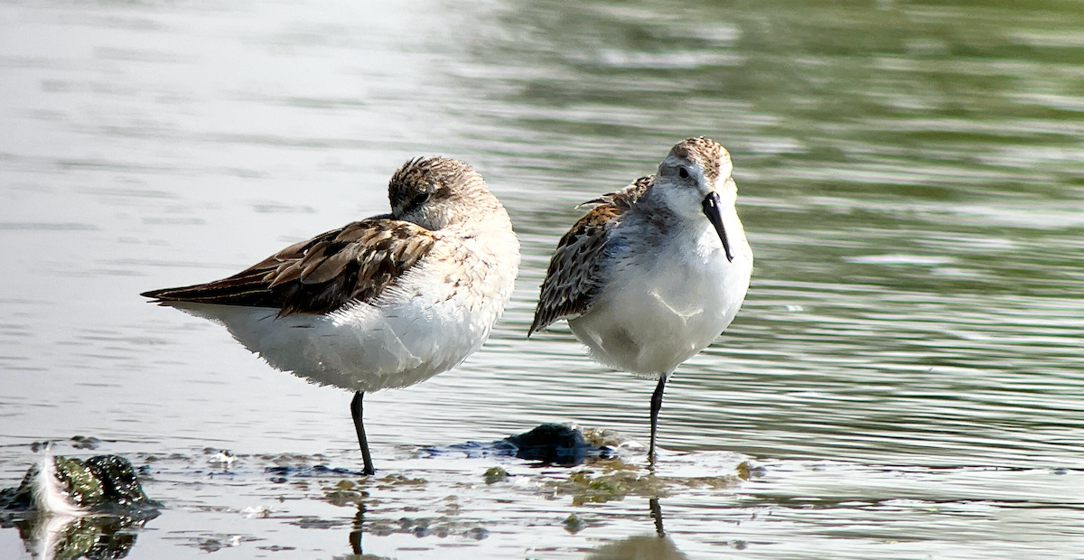 Western Sandpiper - ML641037487
