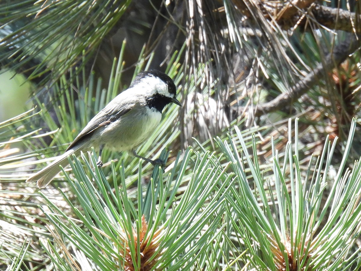 Mexican Chickadee - ML641037530