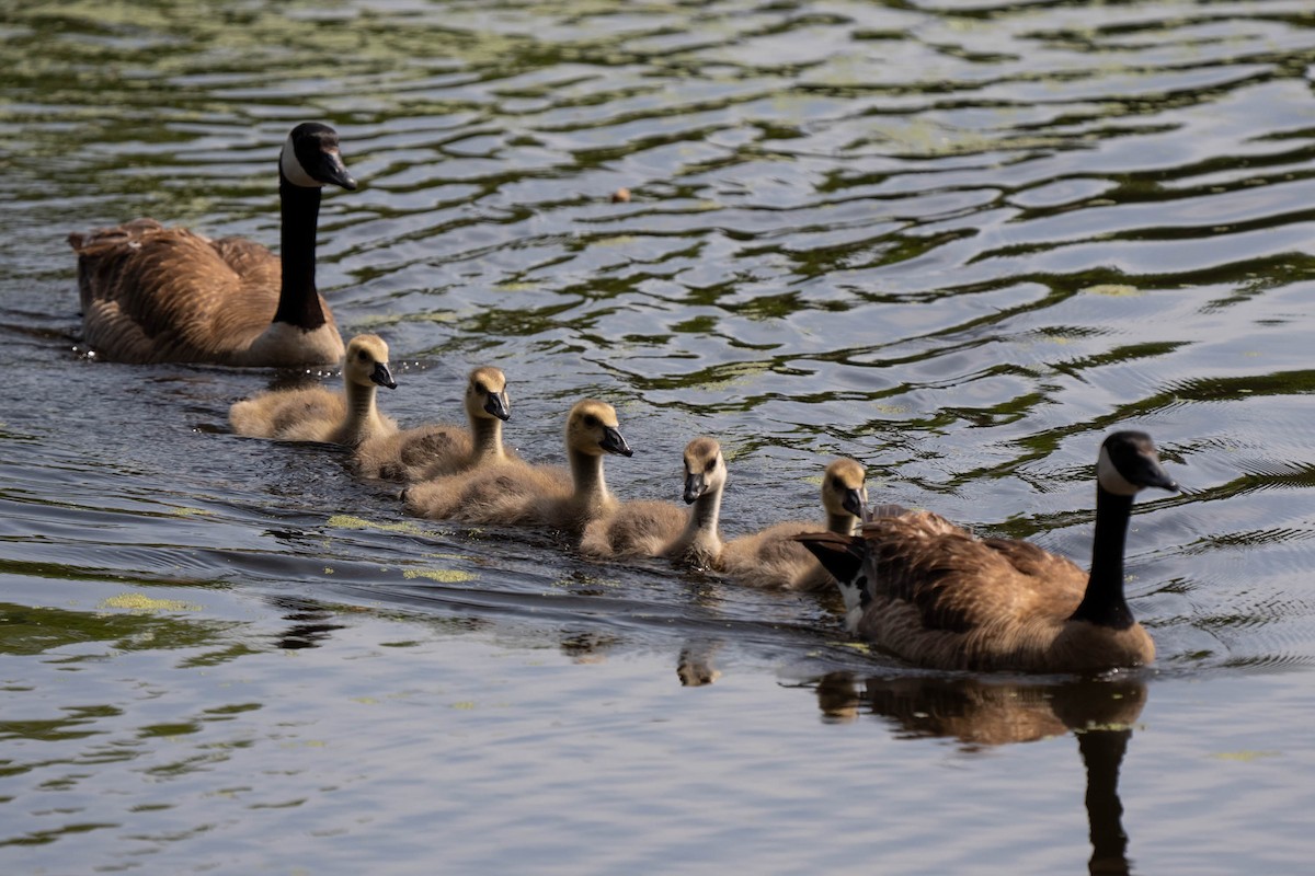 Canada Goose - ML641037531
