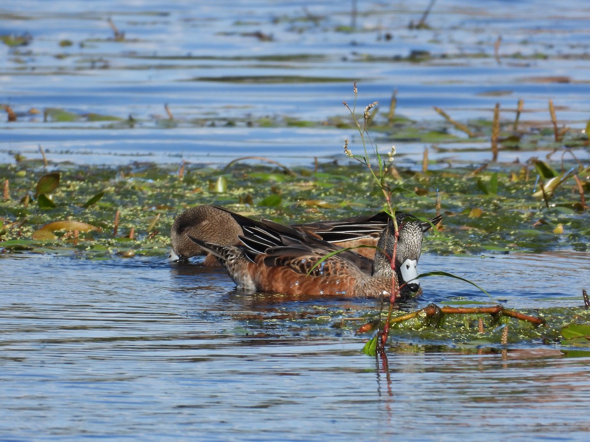 American Wigeon - ML641037538