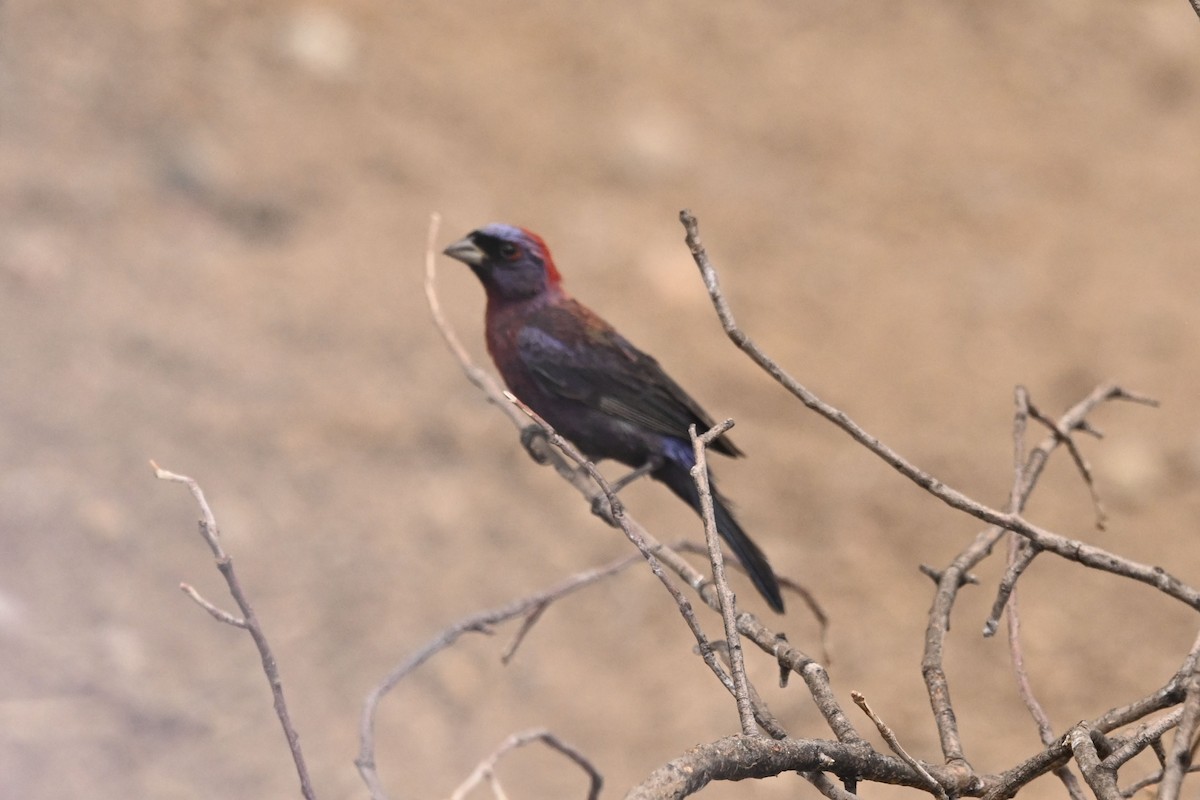 Varied Bunting - ML641037543