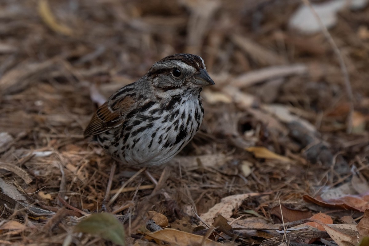 Song Sparrow - ML641037545