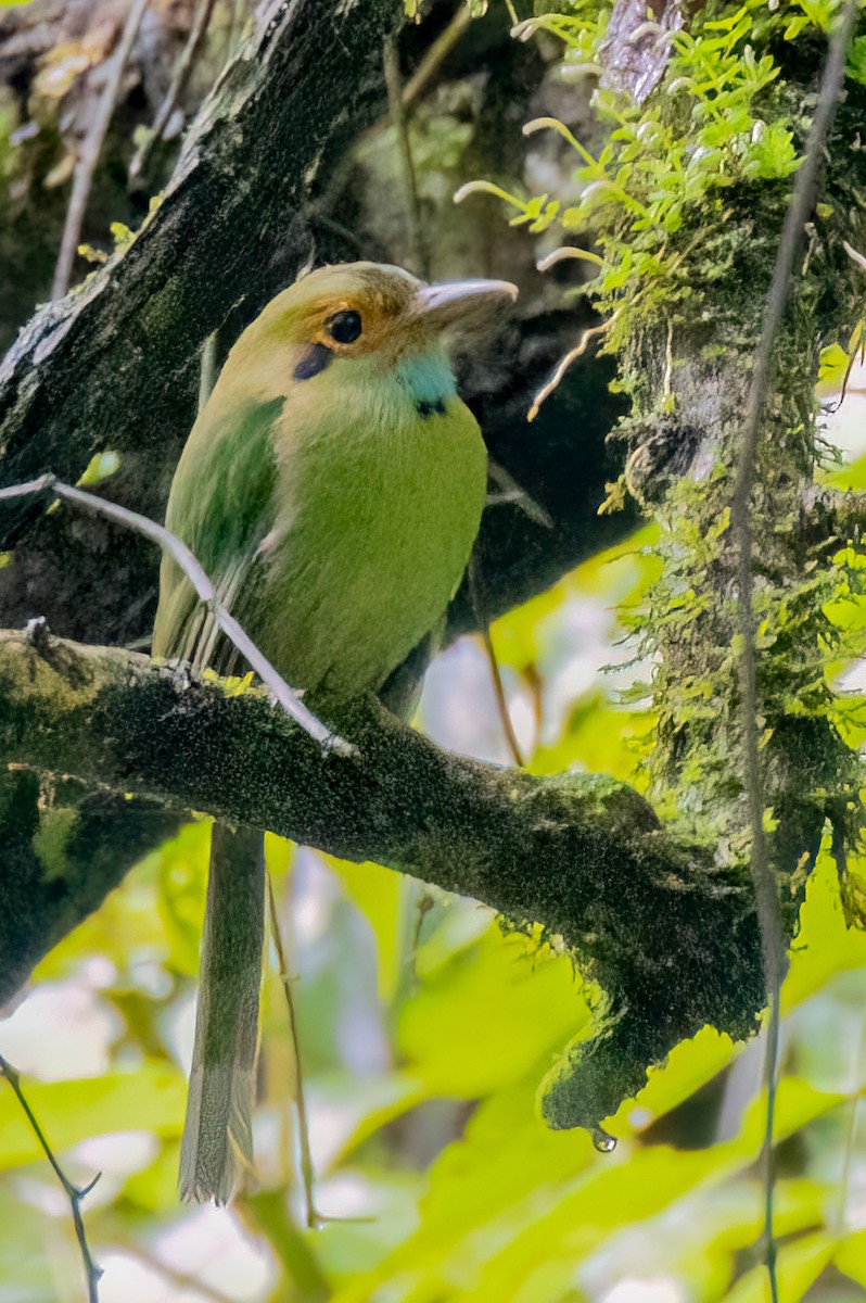 Motmot à gorge bleue - ML641037551