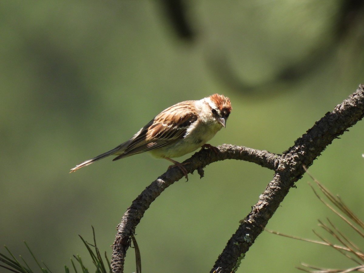 Chipping Sparrow - ML641037552