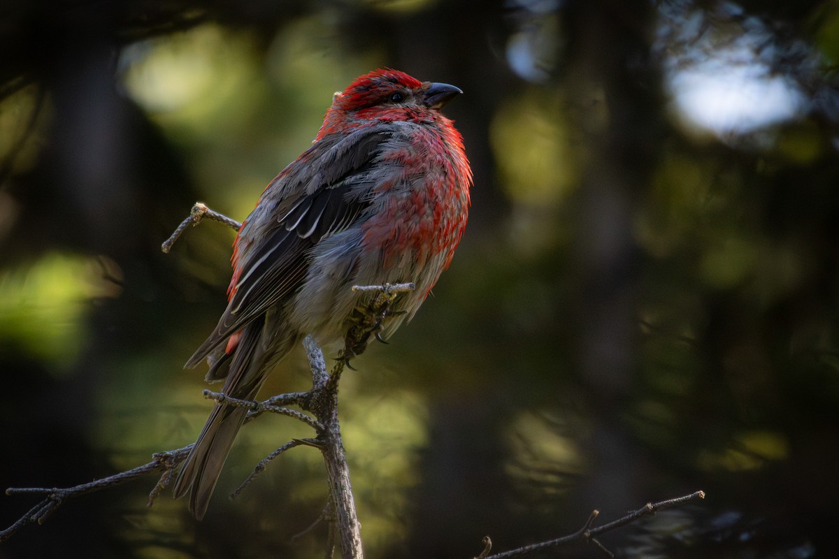 Pine Grosbeak - ML641037569