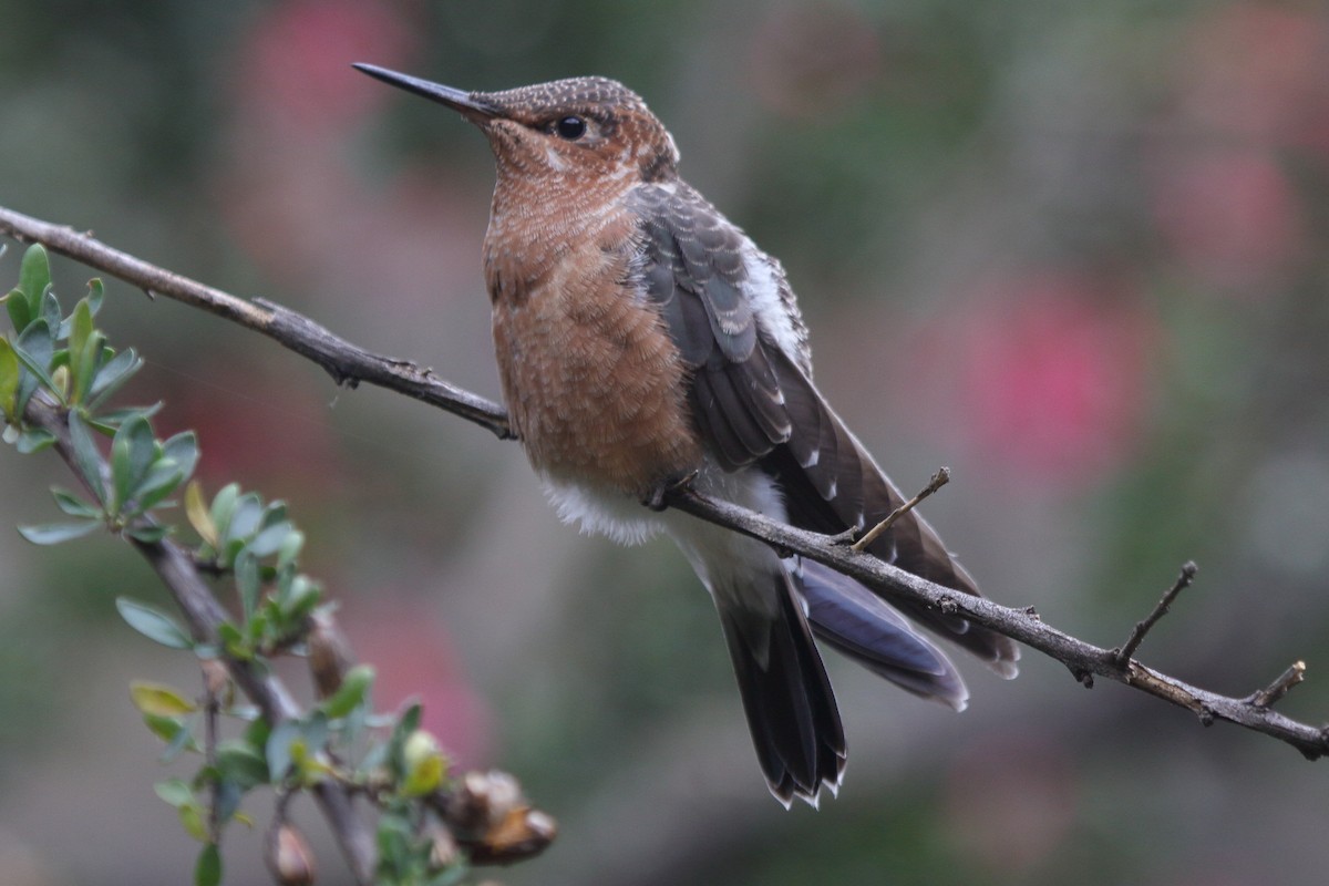 Giant Hummingbird - ML641037575