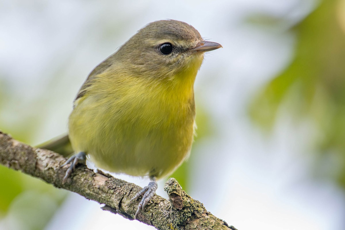 Philadelphia Vireo - ML641037582