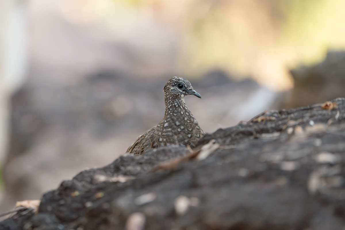 Chestnut-quilled Rock-Pigeon - ML641037583