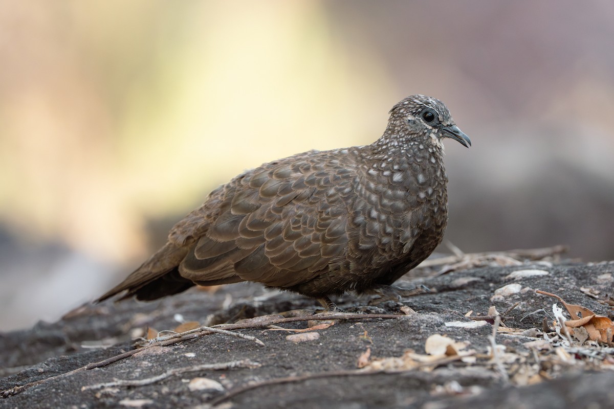 Chestnut-quilled Rock-Pigeon - ML641037584