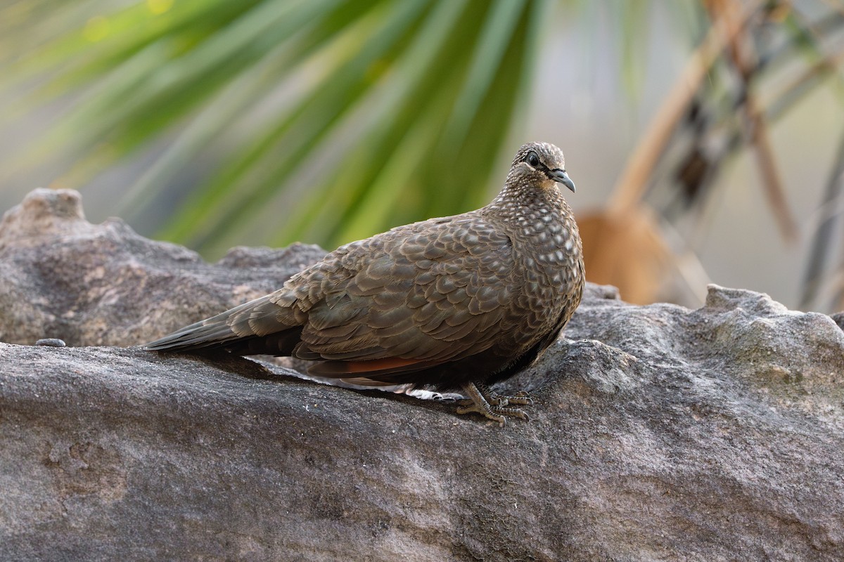 Chestnut-quilled Rock-Pigeon - ML641037586