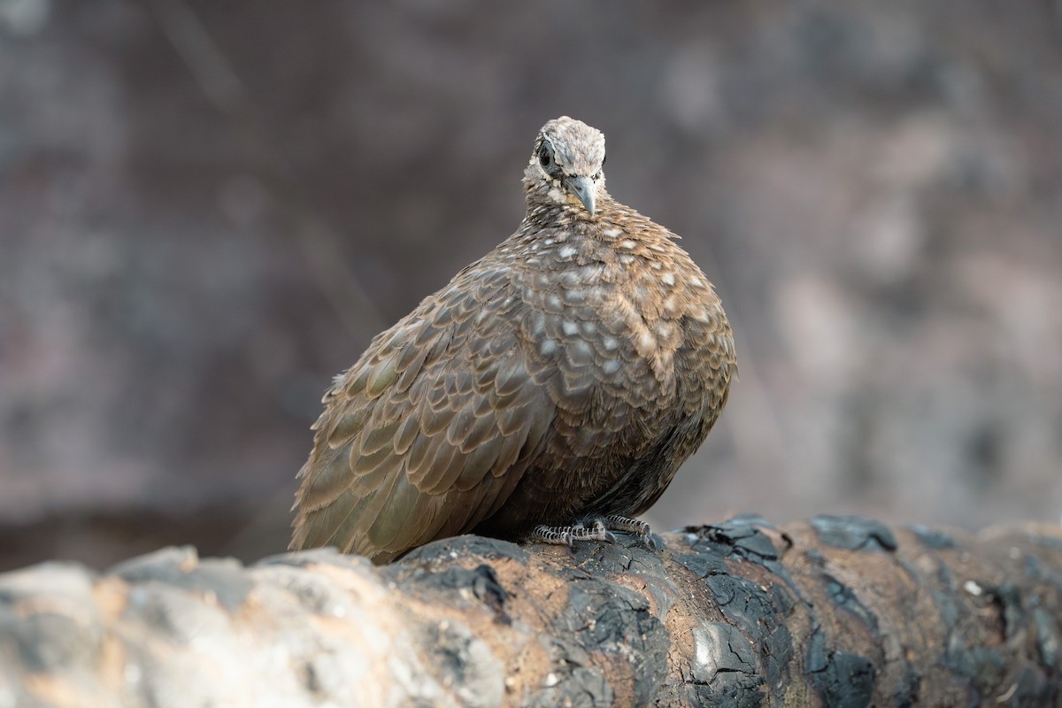 Chestnut-quilled Rock-Pigeon - ML641037587