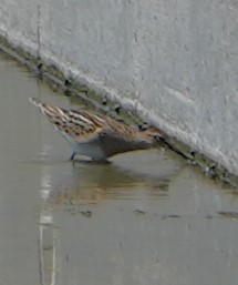 Pectoral Sandpiper - ML641037600