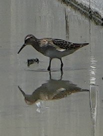 Pectoral Sandpiper - ML641037601