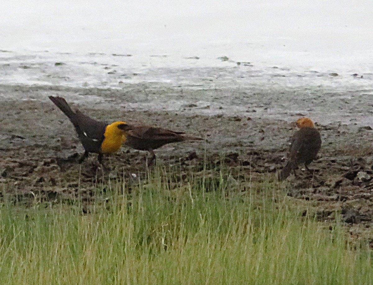 Yellow-headed Blackbird - ML641037607