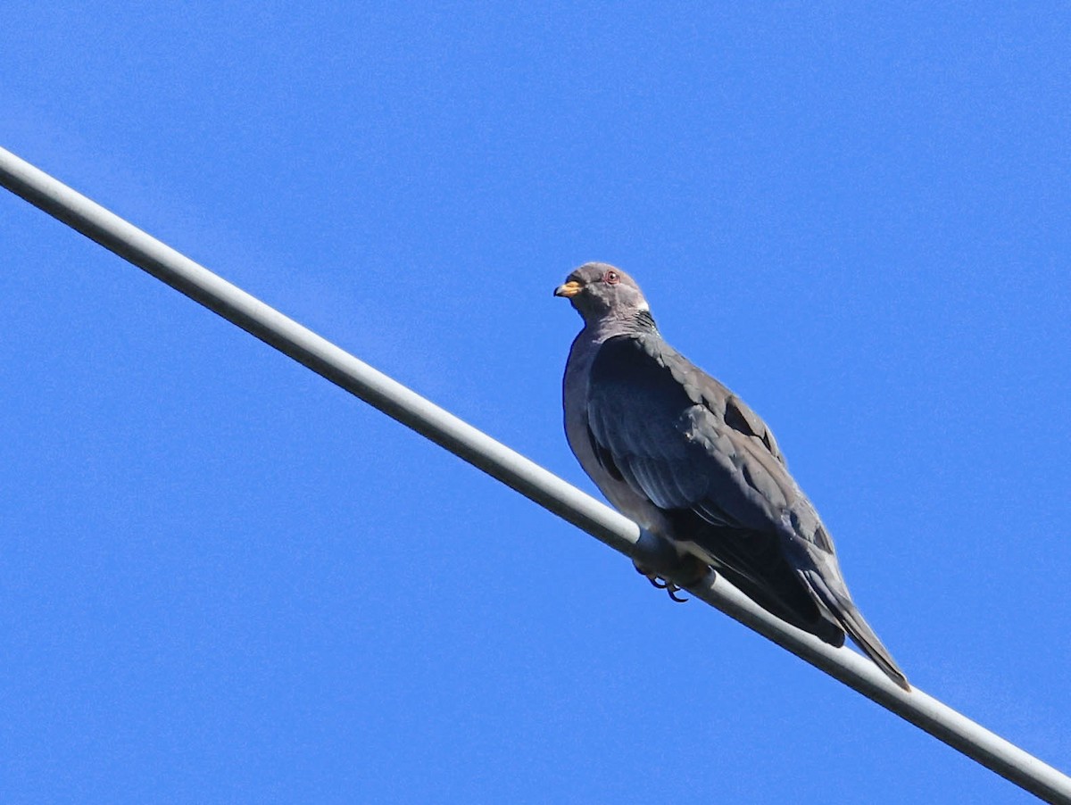 Bandtaube - ML641037617